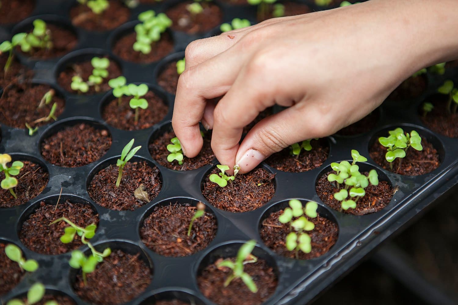 A hand pressing young monk-fruit seedlings into a planting tray